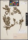 Foto von Salix cinerea L.